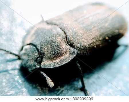 A Picture Black Beetle On Dark Background