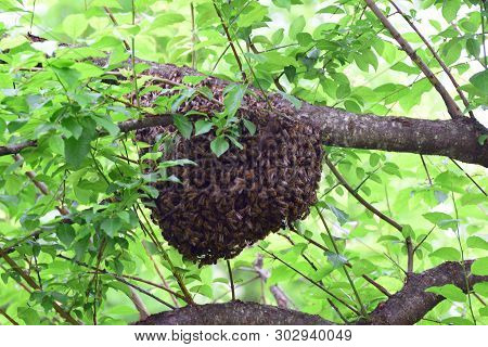 Summer Bee Swarm Apis Mellifera Caucasia On The Branches Of A Wild Plum Tree In The Foothill Forest 