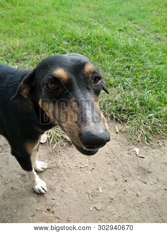 A Picture Of Dog In Garden With Blur Background