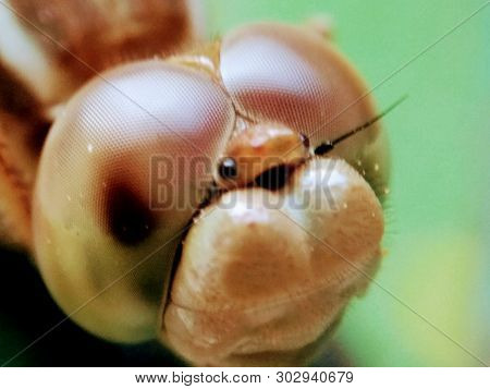 A Picture Of Dragonfly Eyes With Blur Background