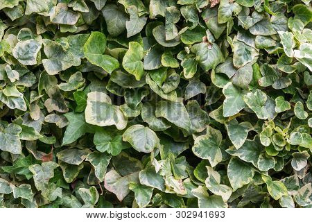 Background With Different Types Of Hedera Helix