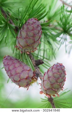 Close-up Of Young Larix Decidua Larch Cones In The Foothill Park Of The North Caucasus