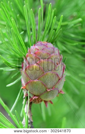 Close-up Of A Small Cone Of Larix Decidua Larch In The Foothill Park Of The North Caucasus
