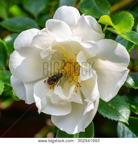 Mating Garden Foliage Beetles On A Rose
