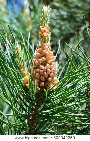 Spring Female Inflorescence Of The Caucasian Pine Pinus Taeda In Green Needles Against The Blue Sky 