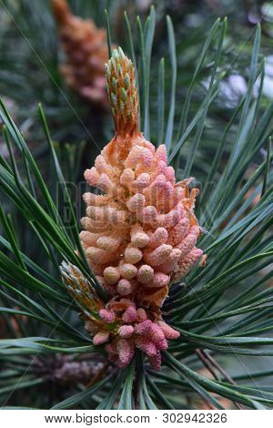 Close-up Of The Inflorescence Of The Caucasian Pine Pinus Taeda Among The Green Needles In The Footh