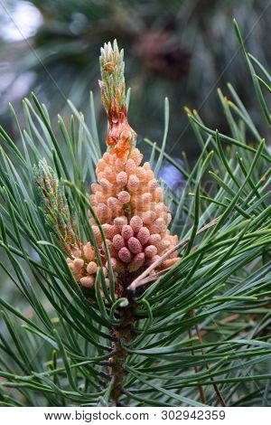 Close-up Of The Female Inflorescence Of The Caucasian Pine Pinus Taeda Among The Green Needles In Th