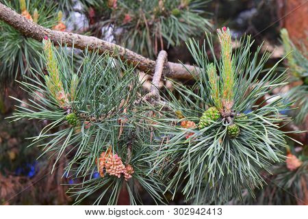 Young Yellow Female Inflorescence And Green Cones Of The Caucasian Pine Pinus Taeda Among Green Need