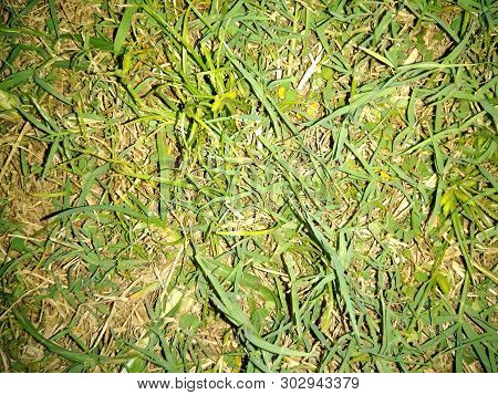 A Picture Of Green Grass In Park