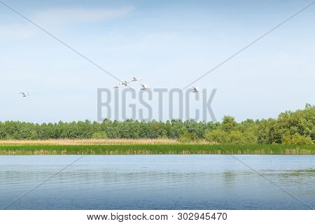 White Swans Flying Through The Danube Delta. Group Of White Swans Flying. Mute Swans On The Sky
