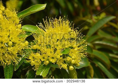 Beautiful Fluffy Eucalyptus Flowers On A Close-up Branch. Yellow Flowers Of The Gumtree Angophora Hi
