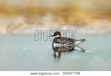 Close Up Of A Red-necked Phalarope (phalaropus Lobatus) In Water, Iceland.