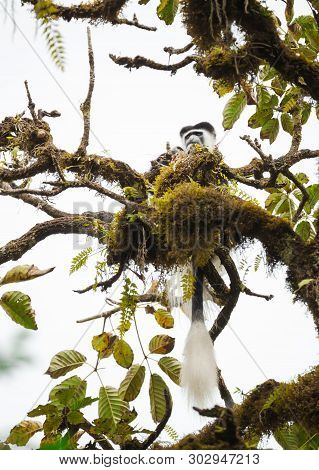 Mantled Guereza (colobus Guereza) Monkey In The Harenna Forest. Bale Mountains National Park, Ethiop