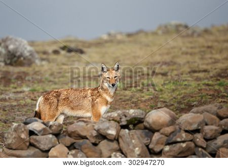 Close Up Of Endangered Ethiopian Wolf (canis Simensis) - Canid Native To The Ethiopian Highlands, Ba