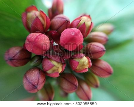 A Picture Of Flowers With Blur Background