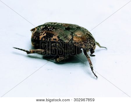 A Picture Of Beetle On White Background