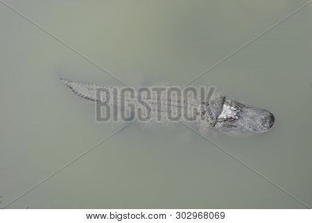 Alligator Or Crocodile  In Natural African Reserve In Sigean France.