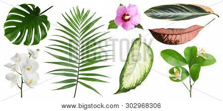 Set Of Fresh Tropical Leaves And Flowers On White Background