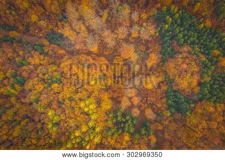 Voderady Beechwood Is A National Nature Reserve. There Are Natural Beech Forests On Relatively Acidi