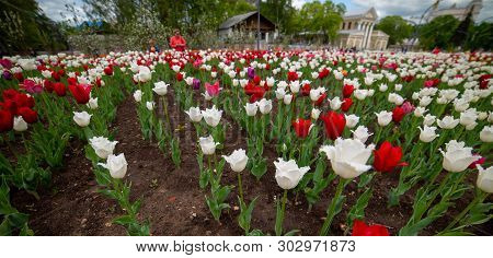 City The Moscow .spring Tulips In The Alleys At Enea.russia.