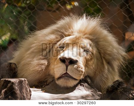 Bored Lion