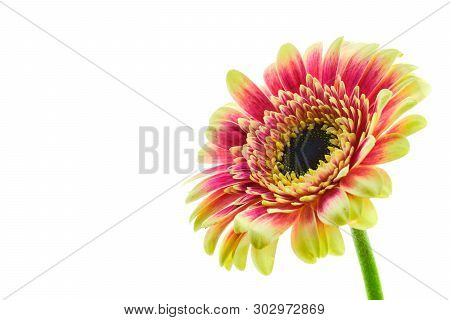 Beautiful Blooming Purple And Yellow Multicolored Gerber Daisy Flower On Stem Isolated On White Back