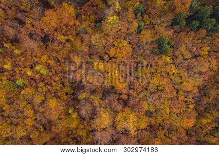 Voderady Beechwood Is A National Nature Reserve. There Are Natural Beech Forests On Relatively Acidi