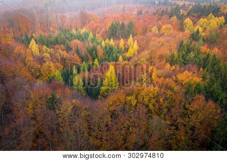 Voderady Beechwood Is A National Nature Reserve. There Are Natural Beech Forests On Relatively Acidi