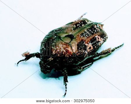 A Picture Of Beetle On White Background