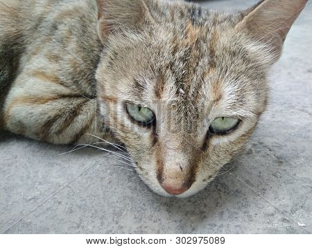 A Picture Of Cat With Blur Background