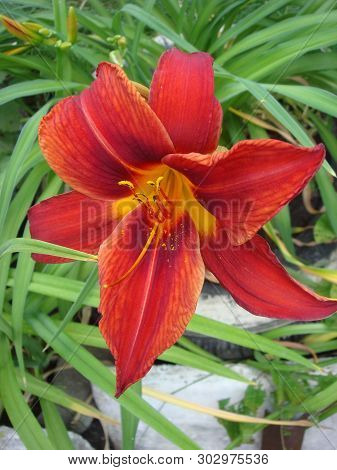 Closeup Of A Big Red Tiger Lily In The Garden Summer. Bright Red Beautiful Asiatic Macro
