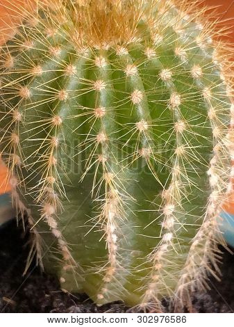 Macro Shot Of A Small Bright Green Cactus