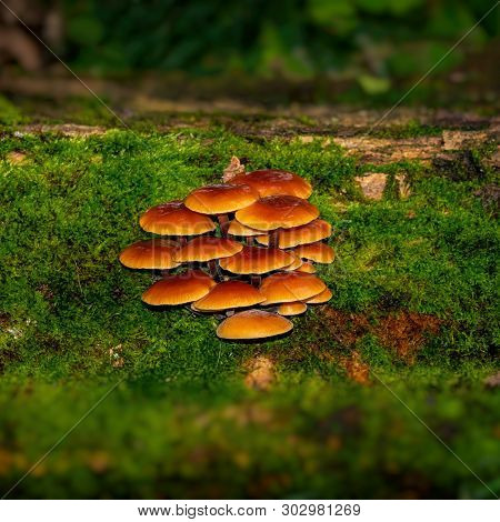 Winter Enokitake On A Stump Covered With Green Moss. Autumn Season.