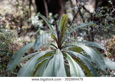 Plant Of The Lobelia Species Lobelia Gibberoa, In The Natural Habitat