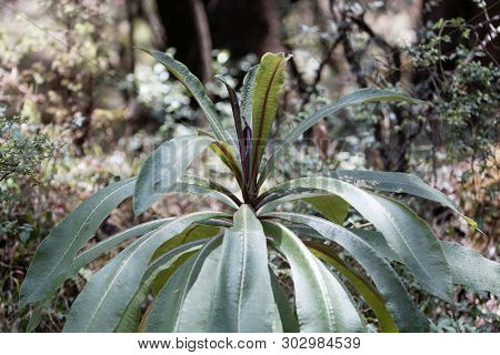 Plant Of The Lobelia Species Lobelia Gibberoa, In The Natural Habitat