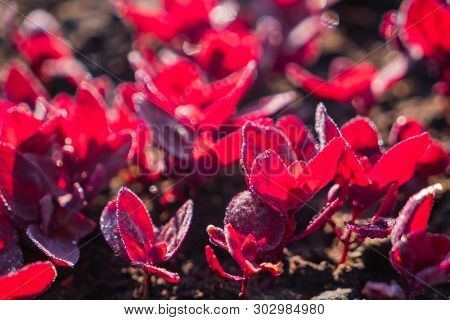 young red orach in the garden