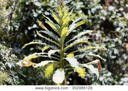 Plant Of The Lobelia Species Lobelia Gibberoa, In The Natural Habitat