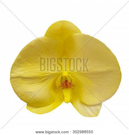 Head Of Yellow Singolo Aquarello Orchid Flower Isolated On White Background
