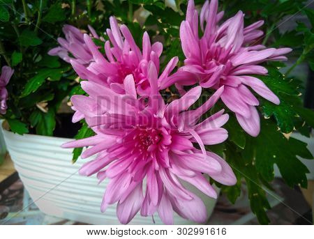 Lovely Large Flowers Of Pink Decorative Chrysanthemum