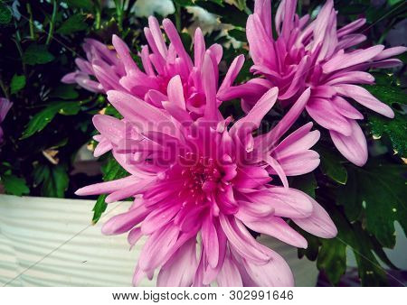 Lovely Large Flowers Of Pink Decorative Chrysanthemum