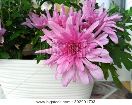 Lovely Large Flowers Of Pink Decorative Chrysanthemum