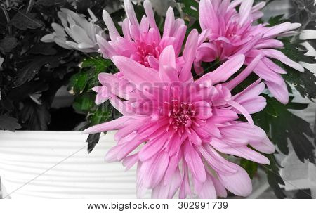 Lovely Large Flowers Of Pink Decorative Chrysanthemum