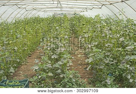Rows Of Cucumber Plants Being Cultivated Growing In Polythene Poly Tunnel Greenhouse