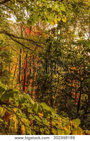 Forest During The Autumn / The Thick Vegetation Of A Forest During The Autumn