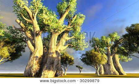 Baobab africano