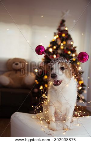 Happy Christmas Or New Year Dog. Jack Russell Puppy Smiling With Open Mouth, Wearing A Pink Diadame 