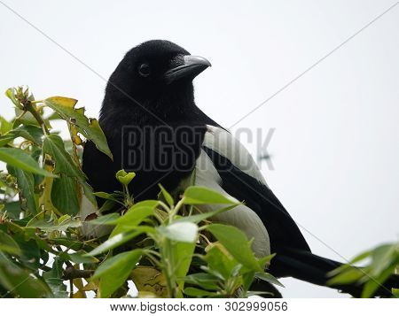 Magpie (pica Pica) As Seen In Late Spring