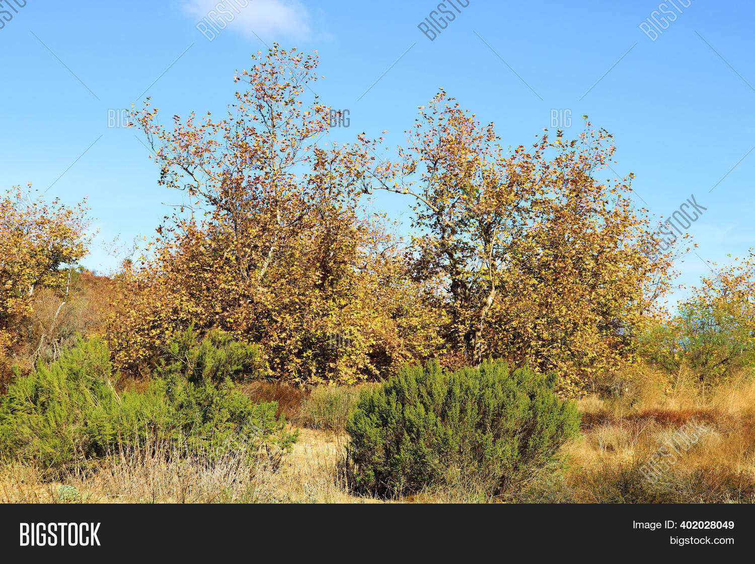 Chaparral Shrubs Image & Photo (Free Trial) Bigstock