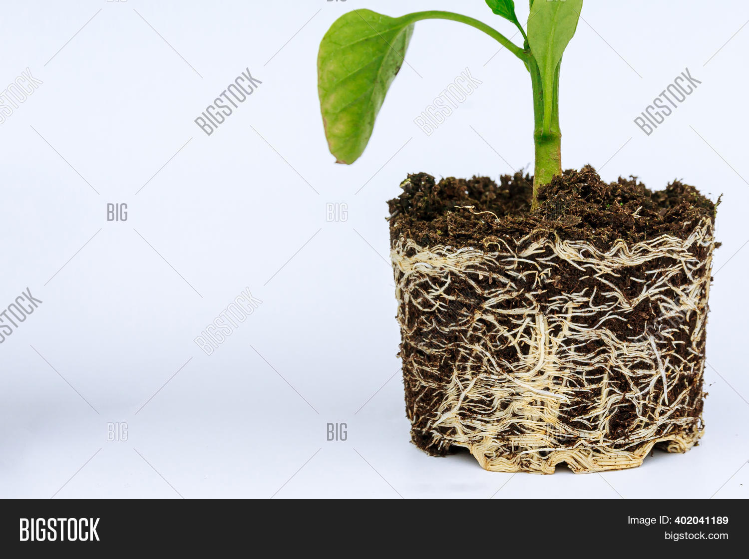 Bell Pepper Seedling Image & Photo (Free Trial) Bigstock