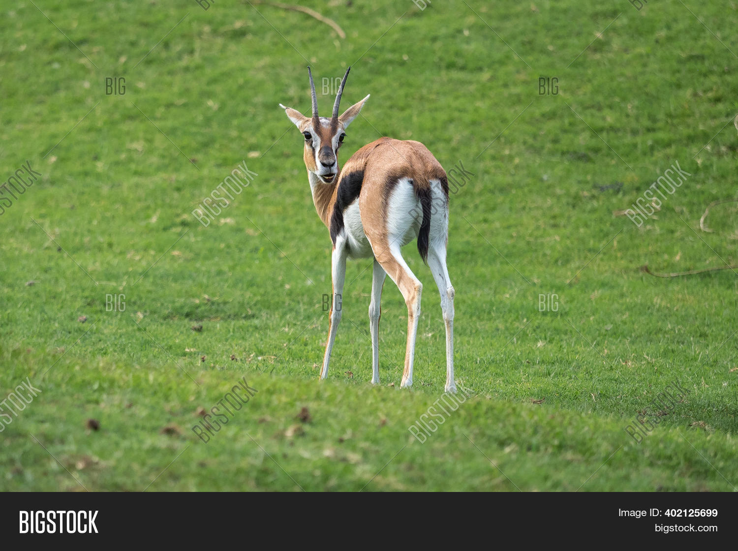 Funny Example Gazelle Image & Photo (Free Trial) Bigstock